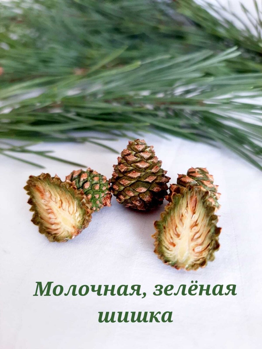 Сосновые шишки на белом фоне