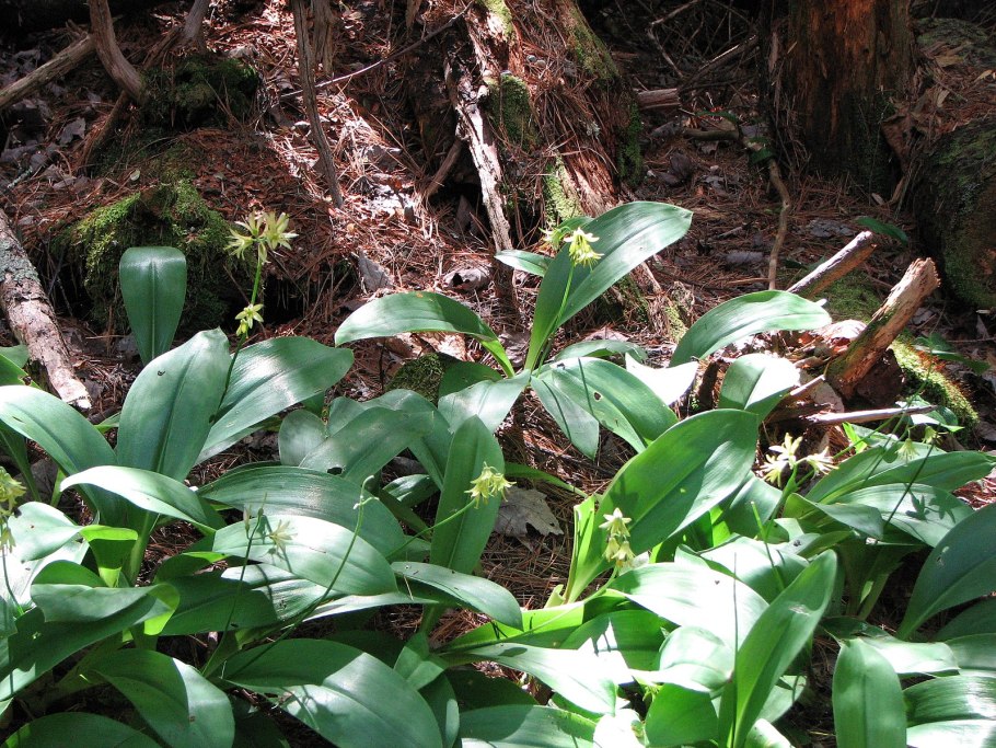 Растение Клинтония Удская