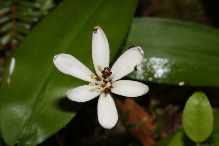 Клинтония Удская