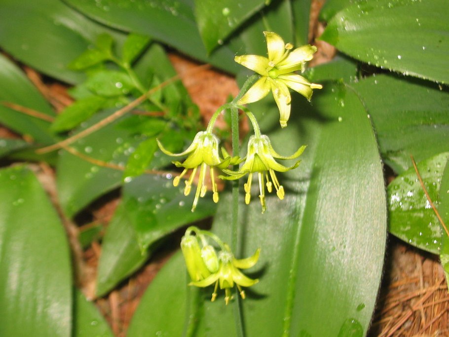 Клинтония бореалис сеянцы