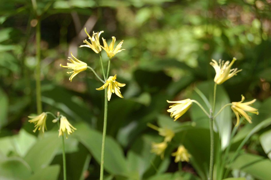 Клинтония (Clintonia Borealis)