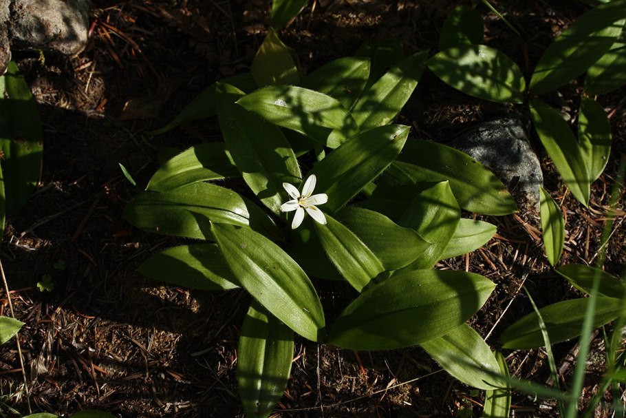 Clintonia Borealis