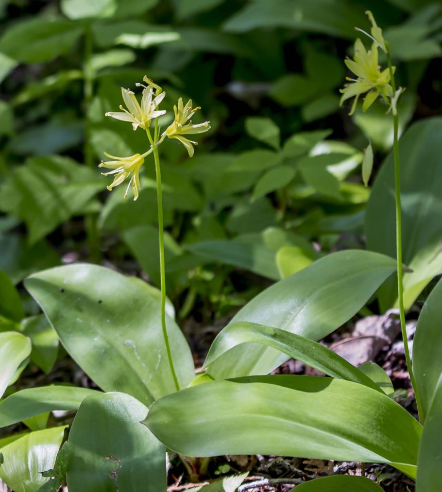 Clintonia Borealis