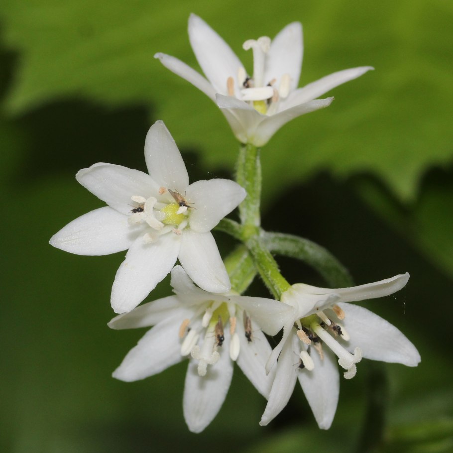 Клинтония Унифлора