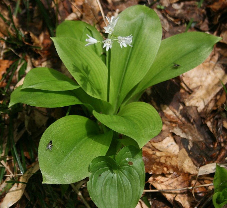 Clintonia Borealis