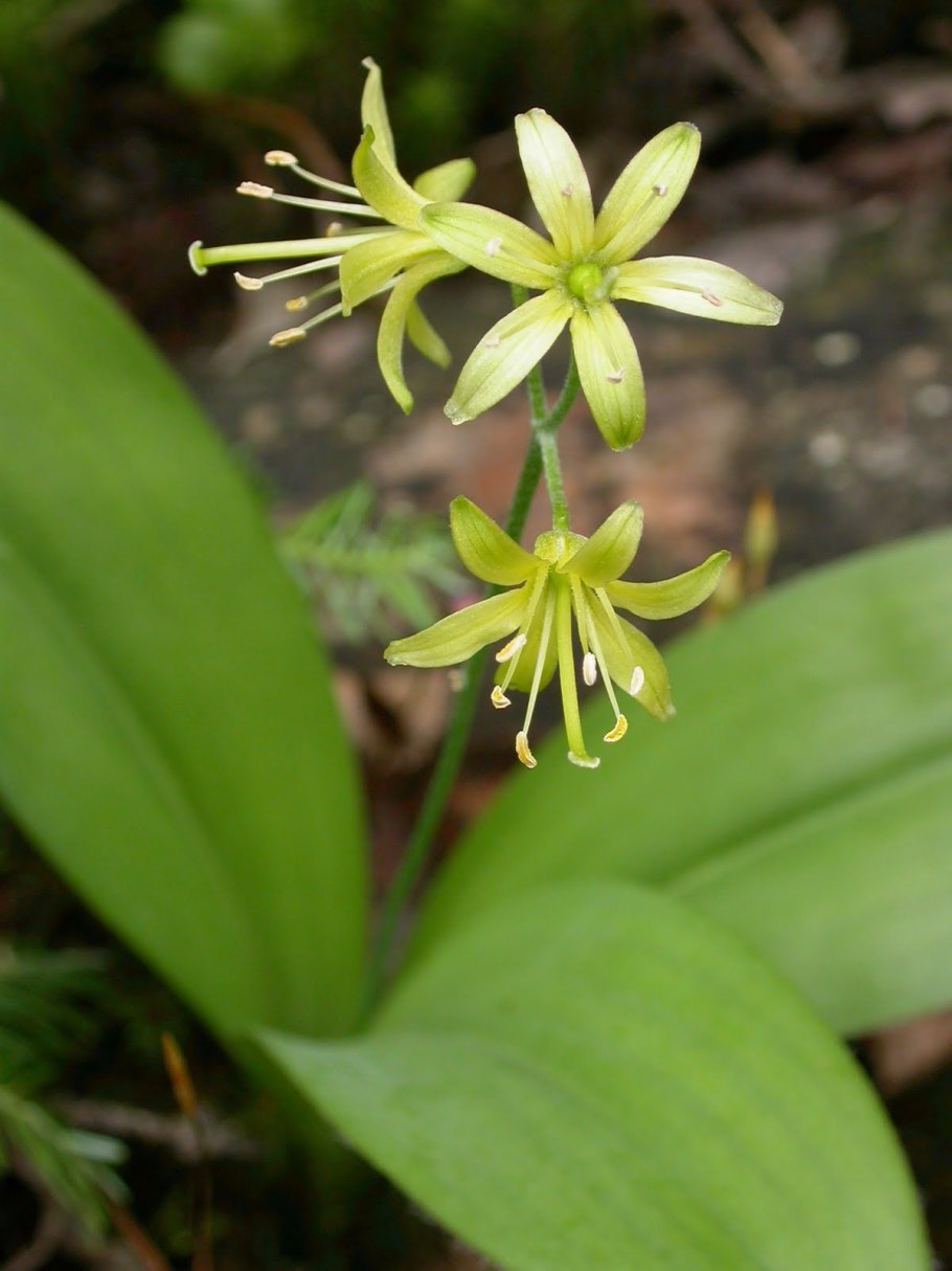 Clintonia andrewsiana