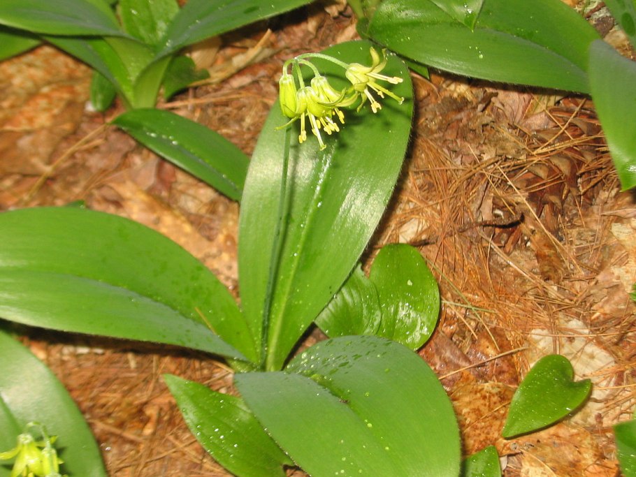 Клинтония (Clintonia Borealis)