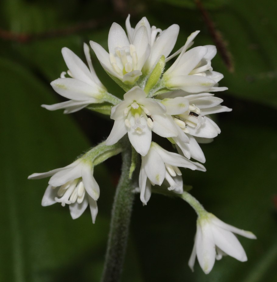 Clintonia umbellulata