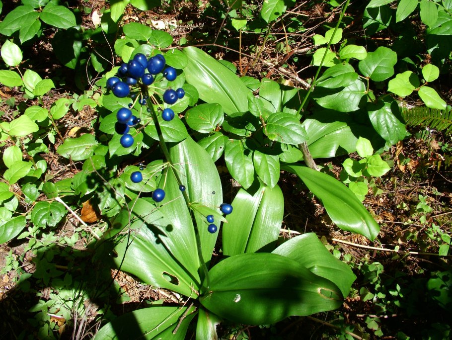 Семейства Convallariaceae