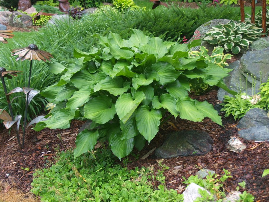 Роджерсия конскокаштанолистная