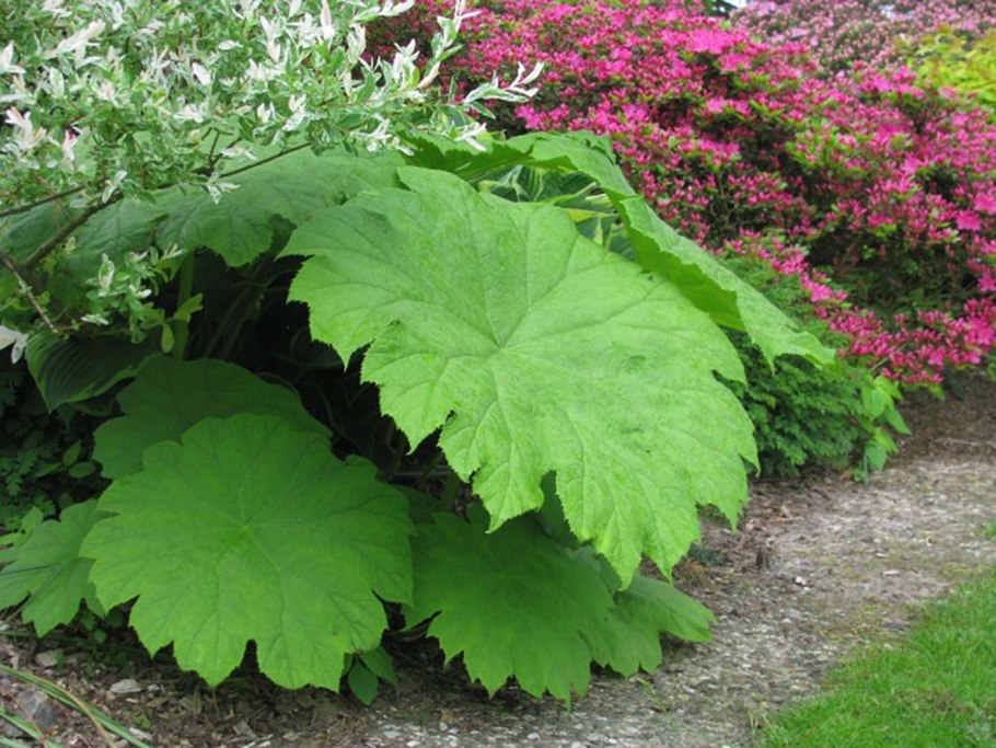 Роджерсия стополистная