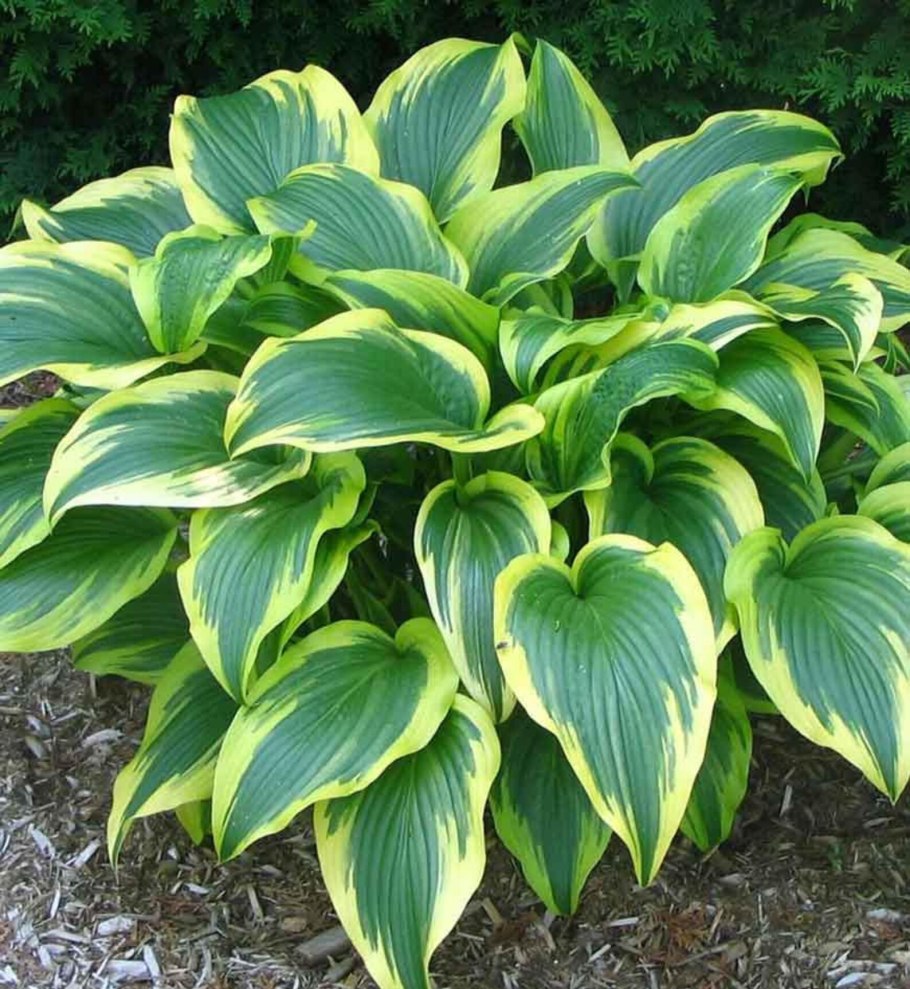 Хоста Red Hostas