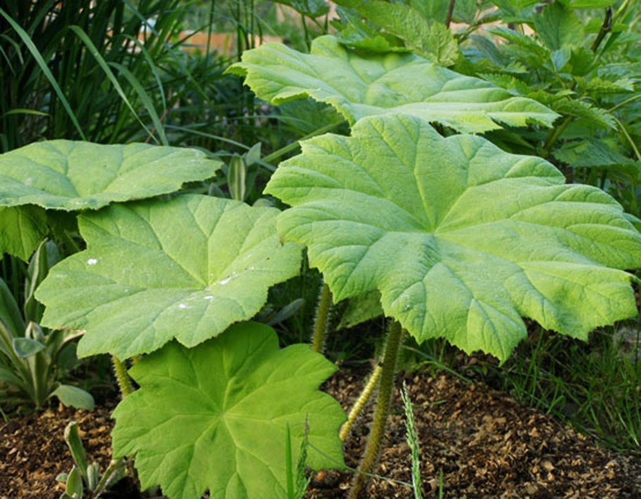 Хоста Зибольда Элеганс