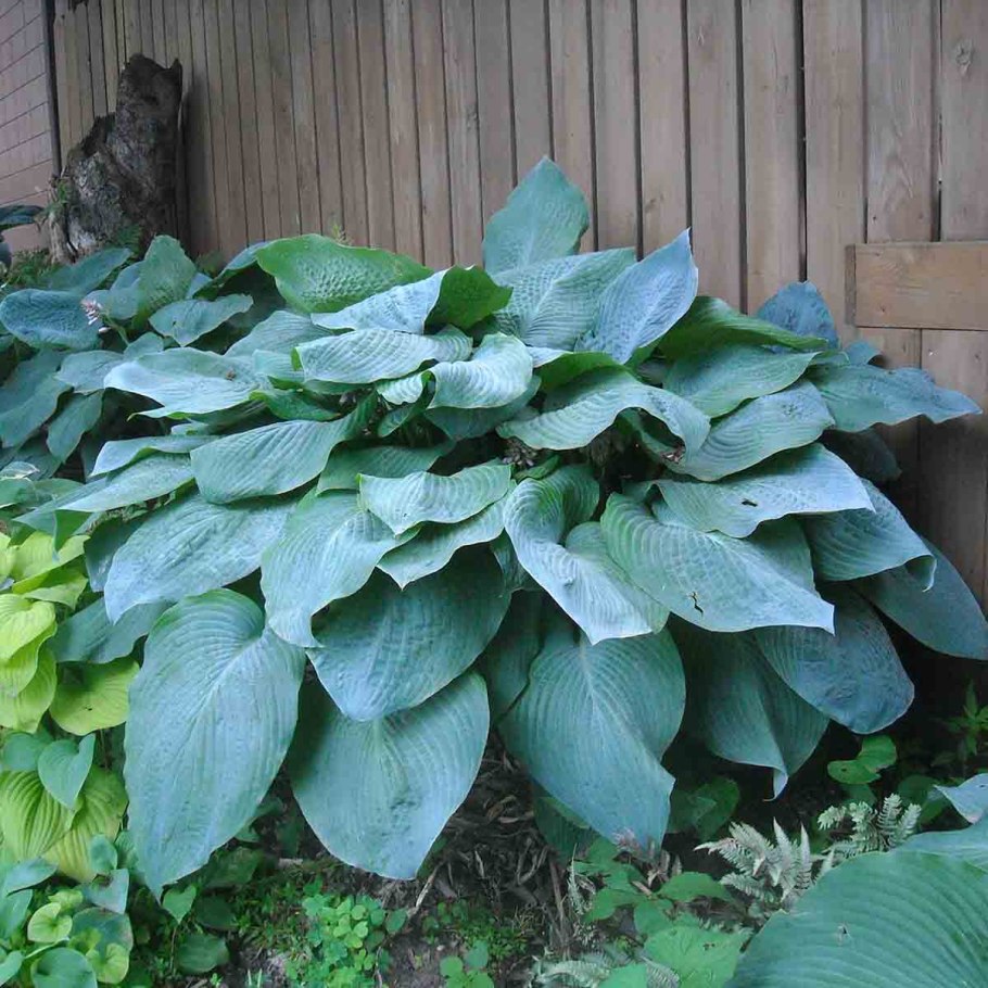 Роджерсия Хенрици