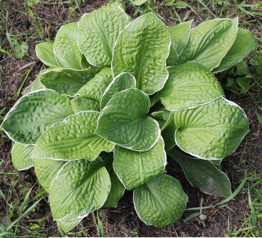 Роджерсия конскок каштанолистная