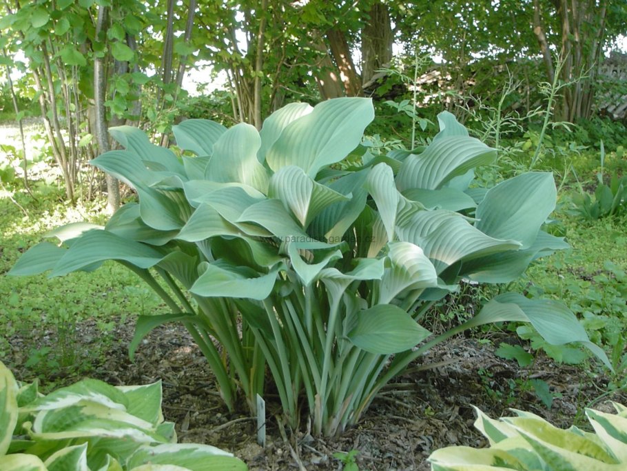 Хоста (Hosta &#96;Paul&#96;s Glory&#96;)