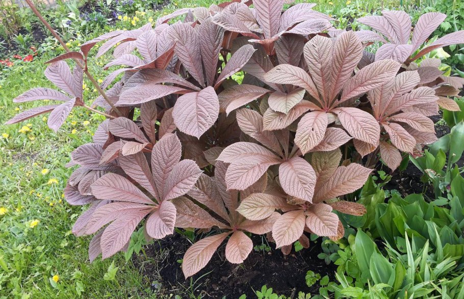 Астильбоидес роджерсия