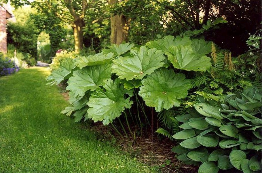 Астильбоидес роджерсия