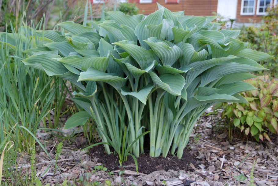 Гейхера Брессингхем