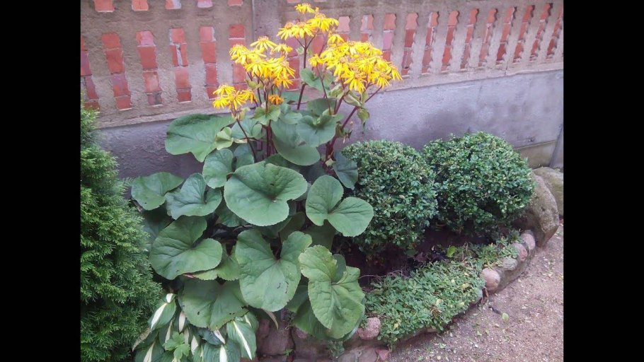 Хоста Биг Дэдди