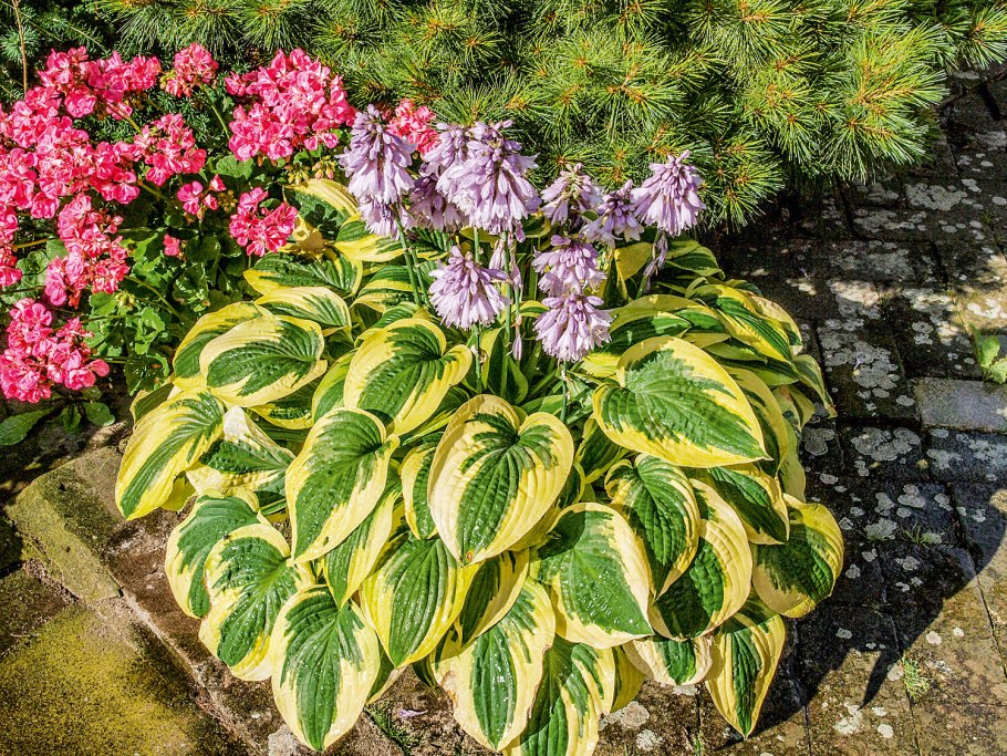 Хоста Форчуна Гиацинтина