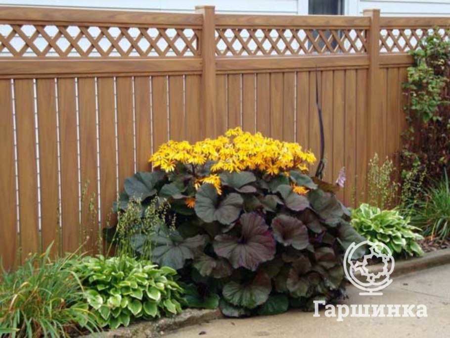 Бузульник бритт мари кроуфорд