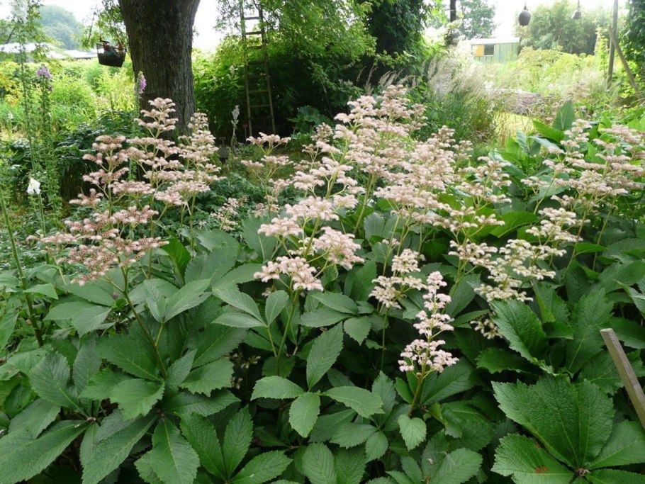 Астильбоидес роджерсия