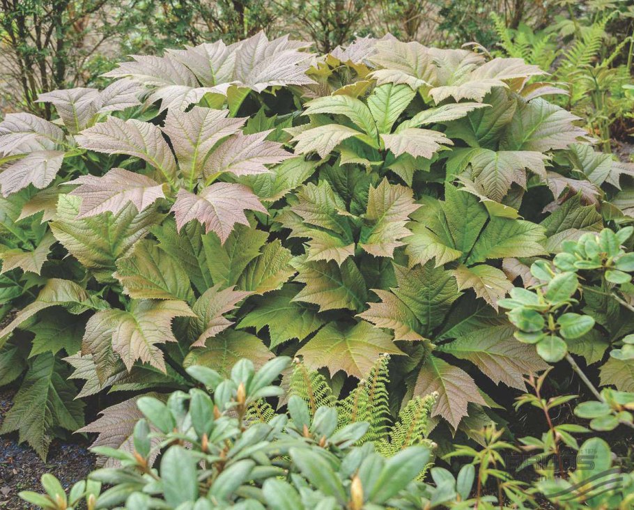 Бузульник Бритт Мари Кроуфорд