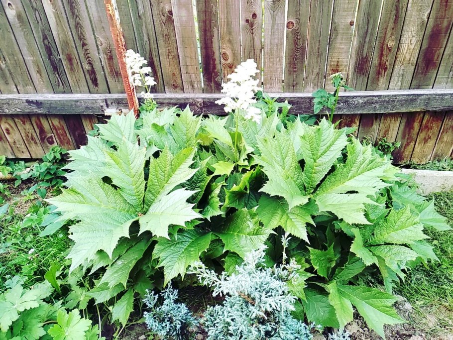 Роджерсия Smaragd