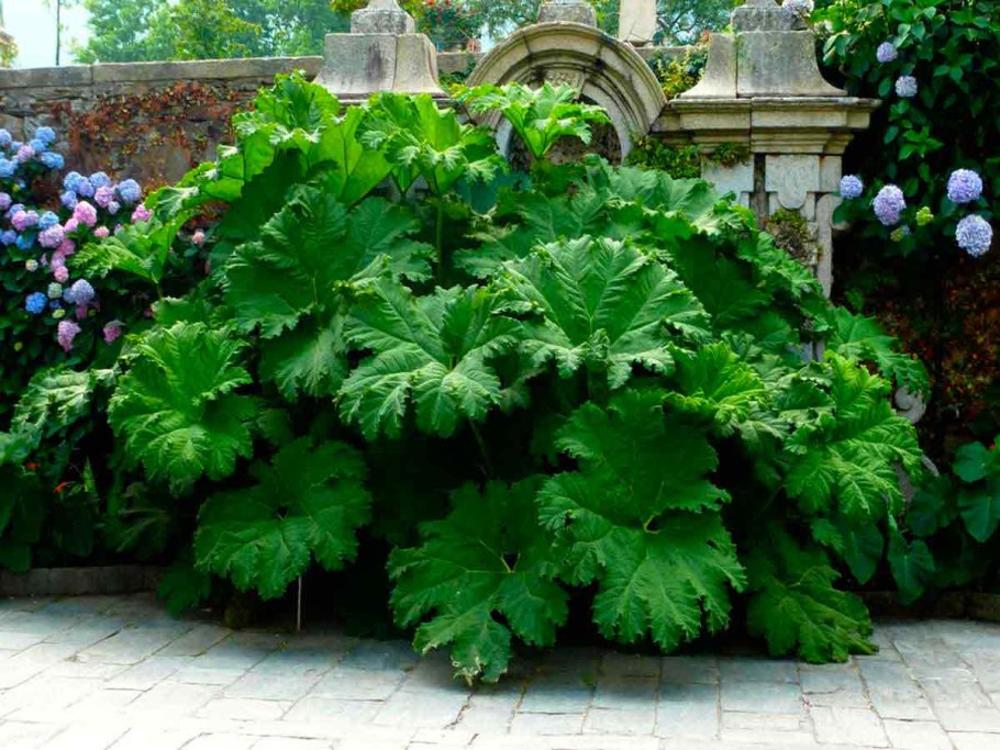 Бузульник Хессей Грегиног