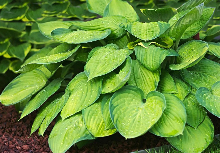 Бузульник Пржевальского рокет