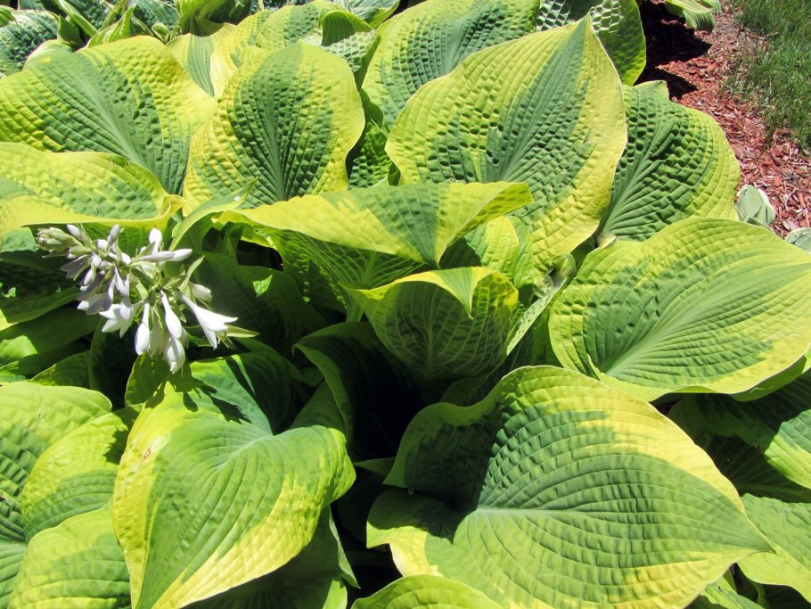 Бадан гибридный Винтерглют