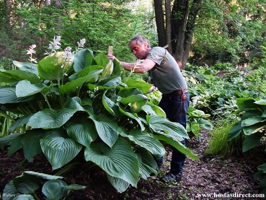 Бузульник Хессей Грегиног Голд