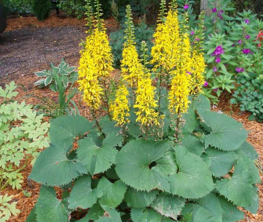 Хоста Hosta American Halo