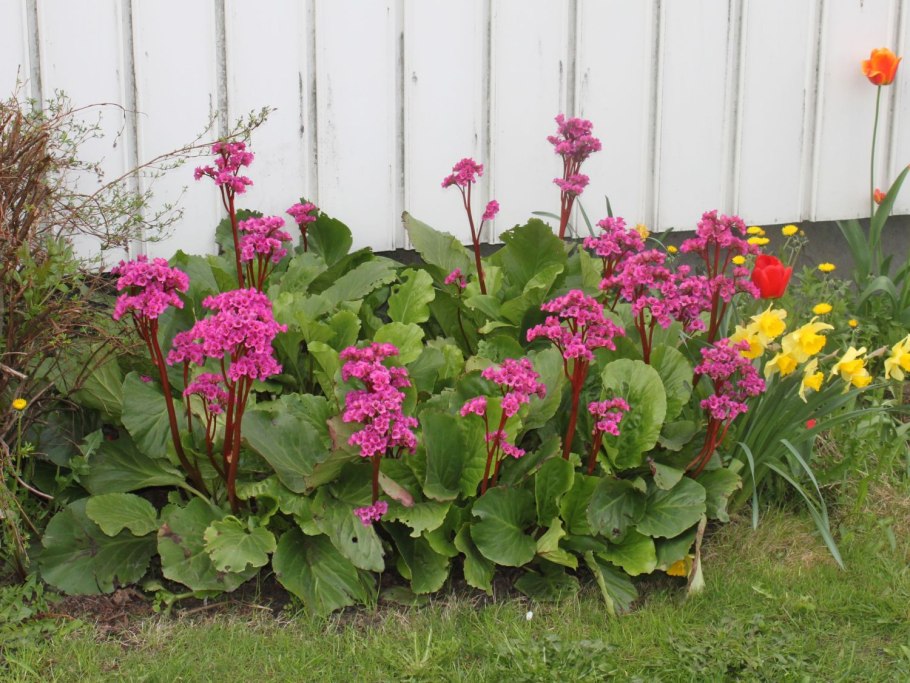 Хоста Роберт Фрост