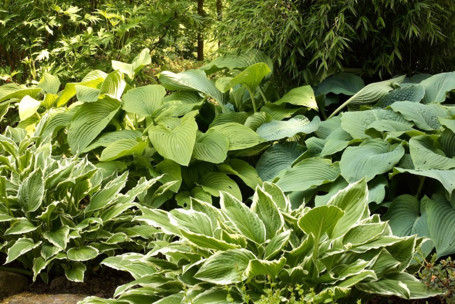 Клумба рабатка