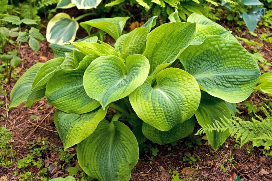 Хоста Халцион Hosta Halcyon