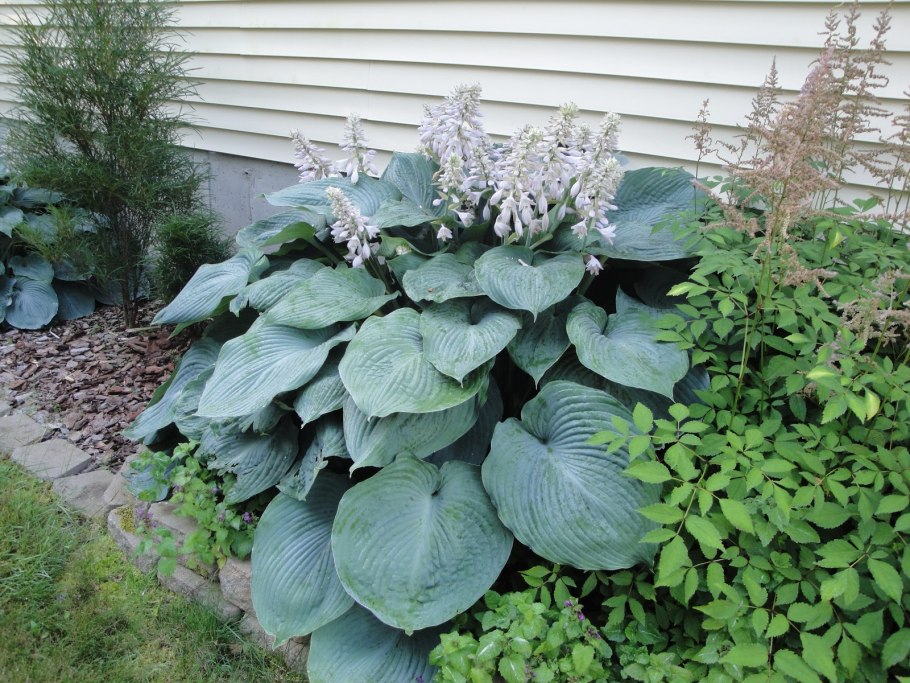 Растения с большими листьями для сада