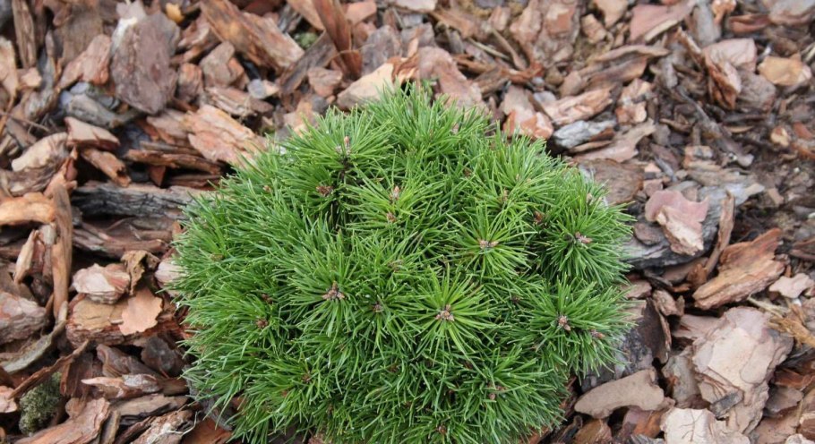Хвойные цветут