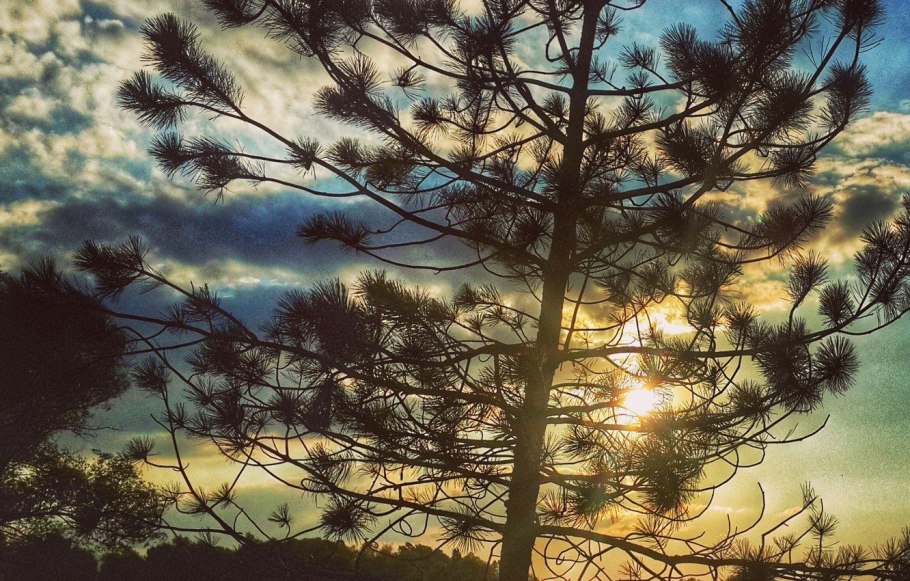 Арктика Таймыр лес