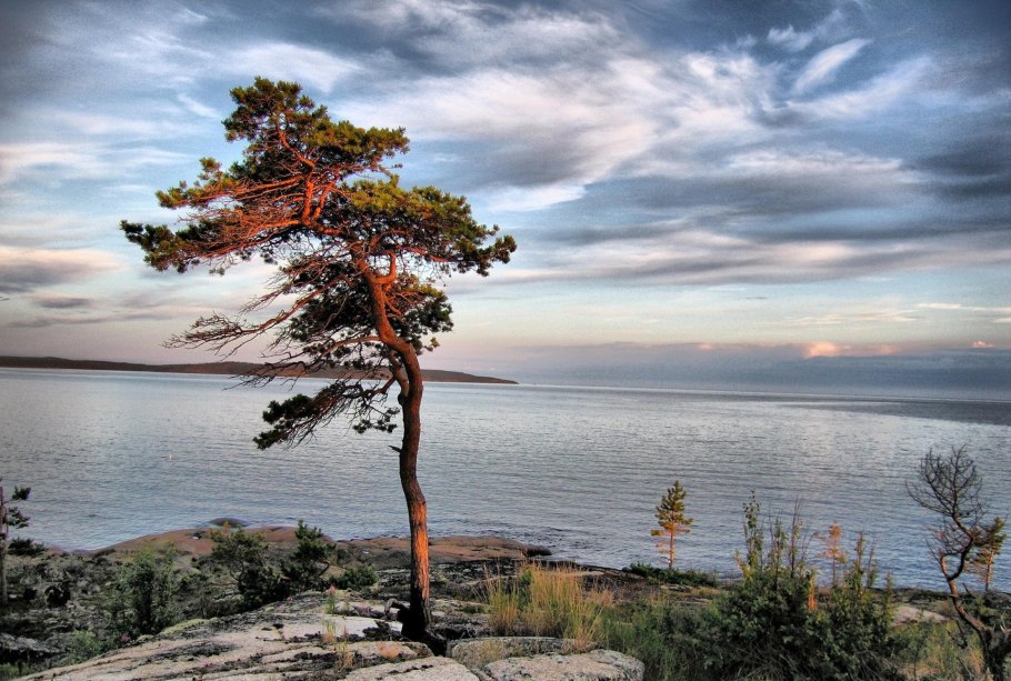 Хвойные Диан