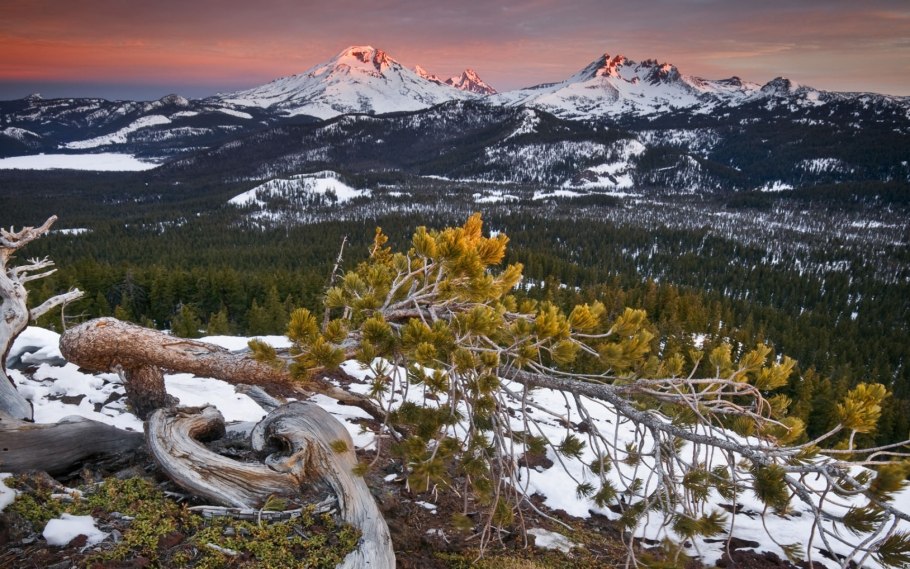Горы сосна закат