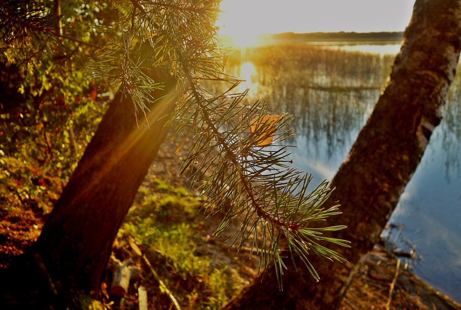 Цветение хвойников