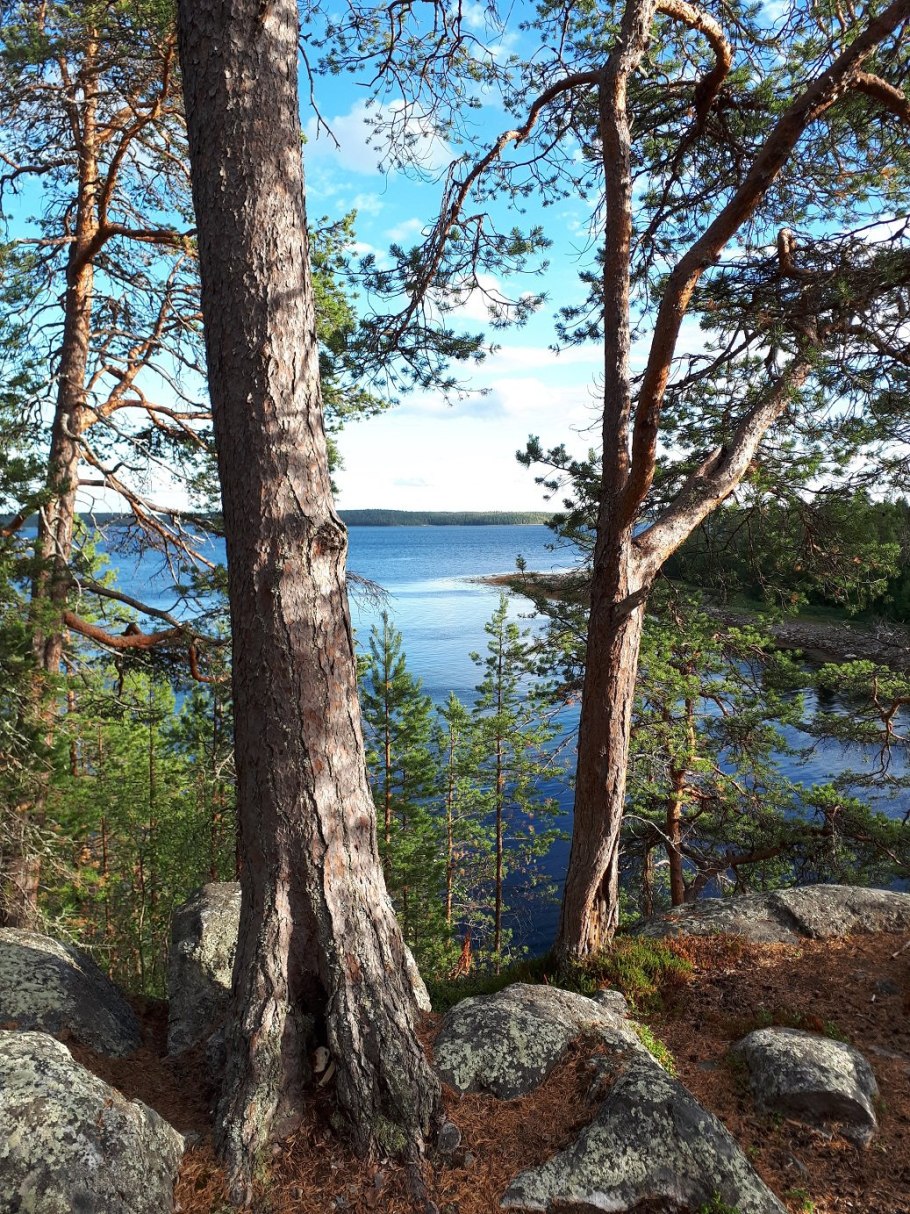 Пихта на Байкале