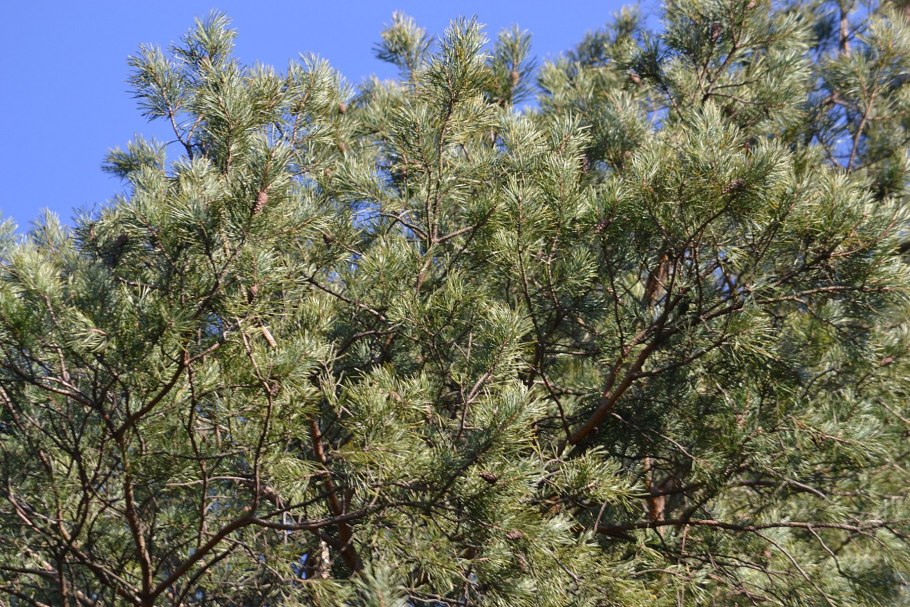 Полярная роза лиственница