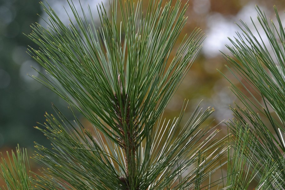 Меловые сосны Чернянка