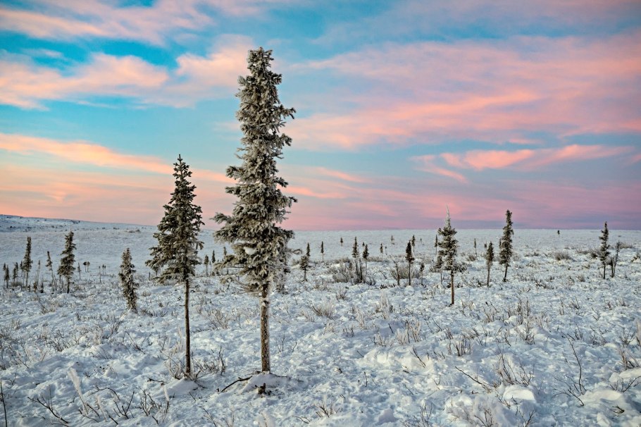 Деревья севера