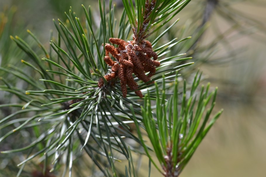 Сосна весной