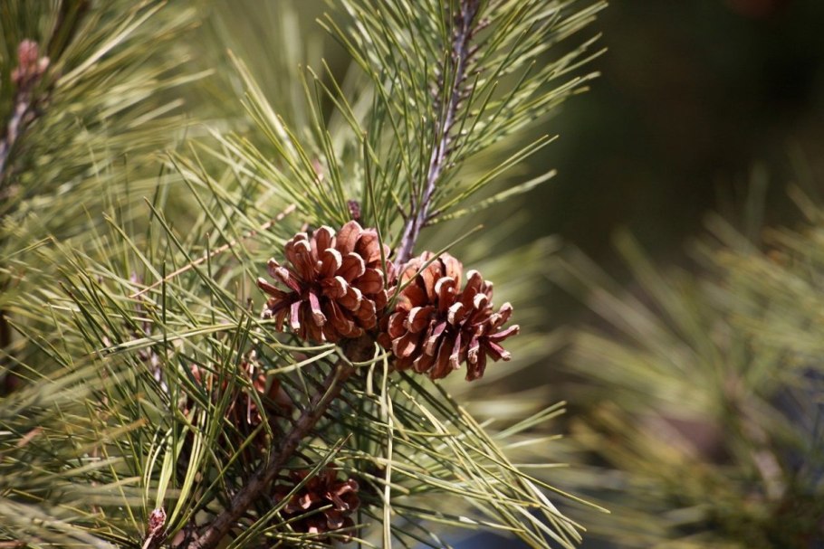Сосны Культера («Pinus coulteri»)