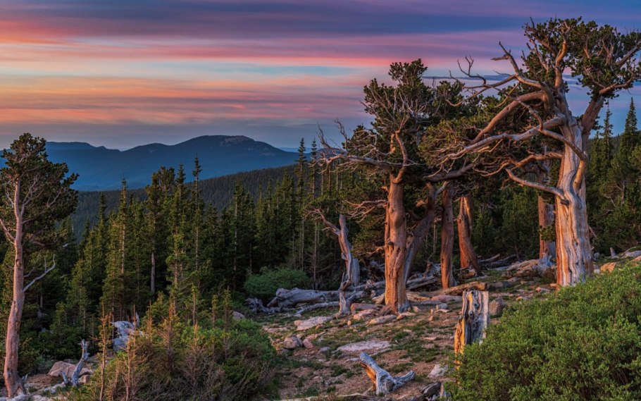 Сосна обыкновенная Саксатилис